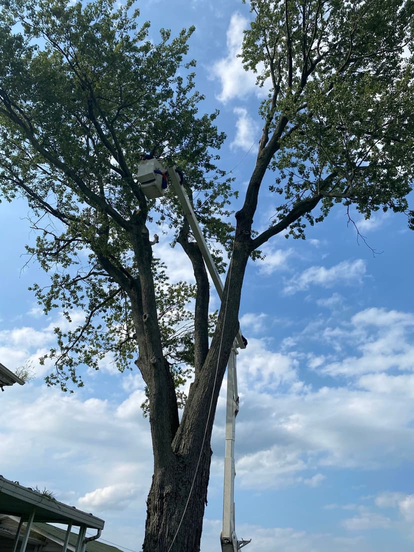 An A.S.H. bucket lift high in the crown of a maple against a blue sky