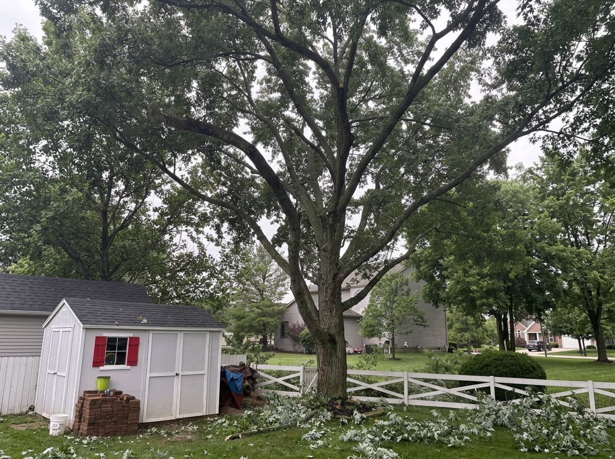 A backyard maple with its full canopy before the crown was reduced