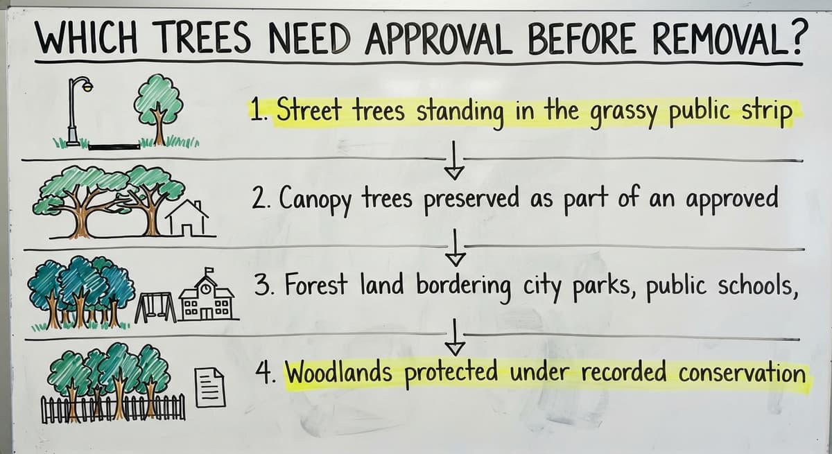 Which Trees Need Approval Before Removal?, drawn out