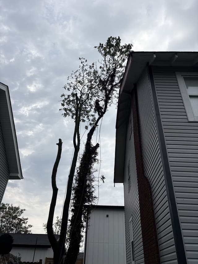 A climber high in the tree, working the top between two houses: emergency tree service by A.S.H. Tree Service, serving Canal Winchester, OH