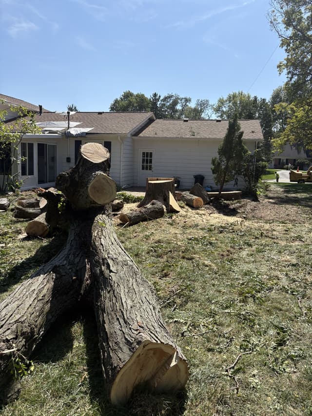 A large trunk cut into sections across a back yard, the stump beside the house: stump grinding by A.S.H. Tree Service, serving Columbus, OH