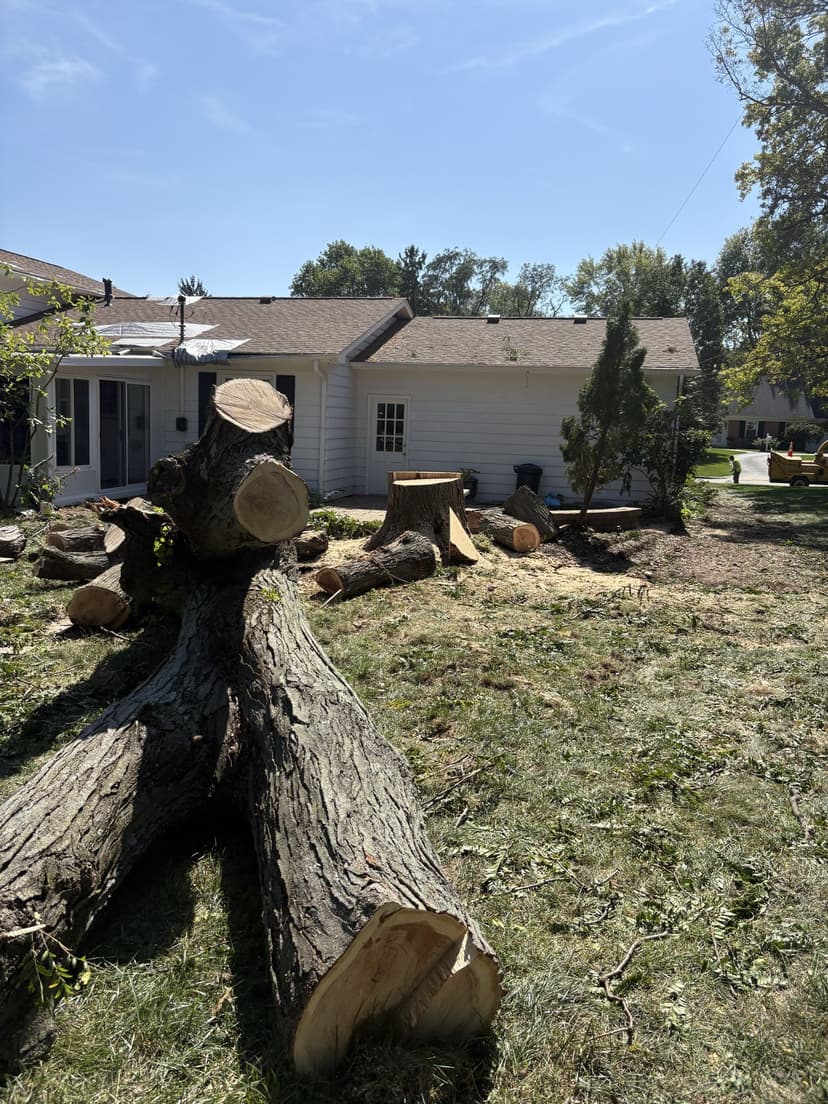 A large trunk cut into sections across a back yard, the stump beside the house: stump grinding by A.S.H. Tree Service, serving Columbus, OH