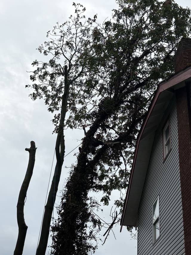 Looking up at an ivy-covered tree, one stem already cut back, beside the house: tree removal by A.S.H. Tree Service, serving Gahanna, OH