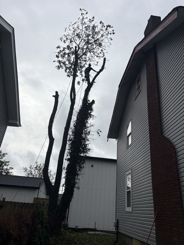 The climber at the top of the tree beside a two-story house, taking it down in sections: tree removal by A.S.H. Tree Service, serving Gahanna, OH