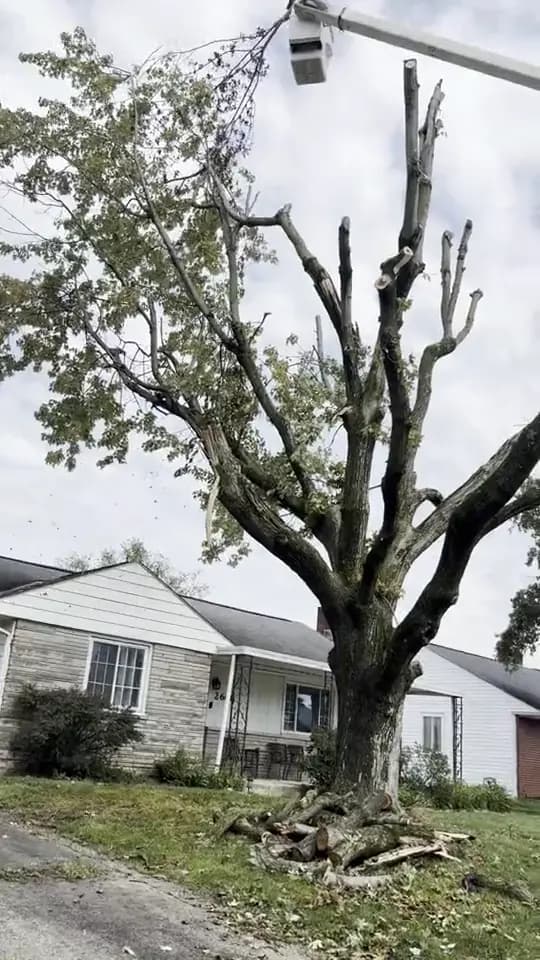 The bucket working a large front-yard tree, its crown already cut back hard: tree removal by A.S.H. Tree Service, serving Gahanna, OH