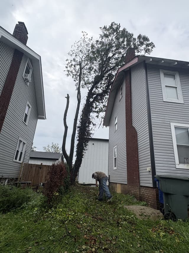 A tall ivy-covered twin-stem tree between two houses, a crew member working at its base: tree removal by A.S.H. Tree Service, serving Lancaster, OH