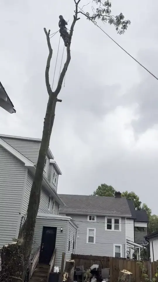 A climber tied in at the top of a tall stripped trunk beside the houses: tree removal by A.S.H. Tree Service, serving Lancaster, OH
