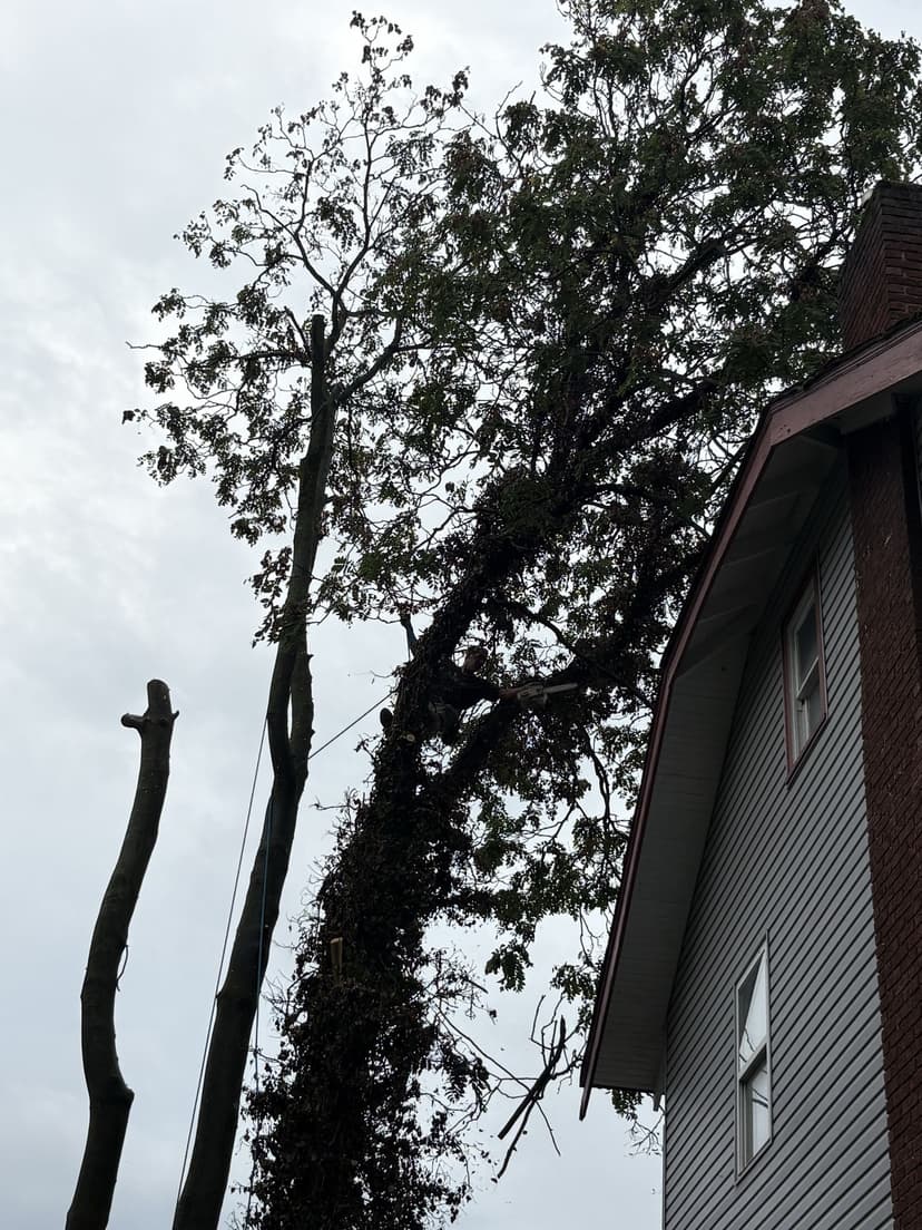 Looking up at an ivy-covered tree, one stem already cut back, beside the house: tree removal by A.S.H. Tree Service, serving Lancaster, OH