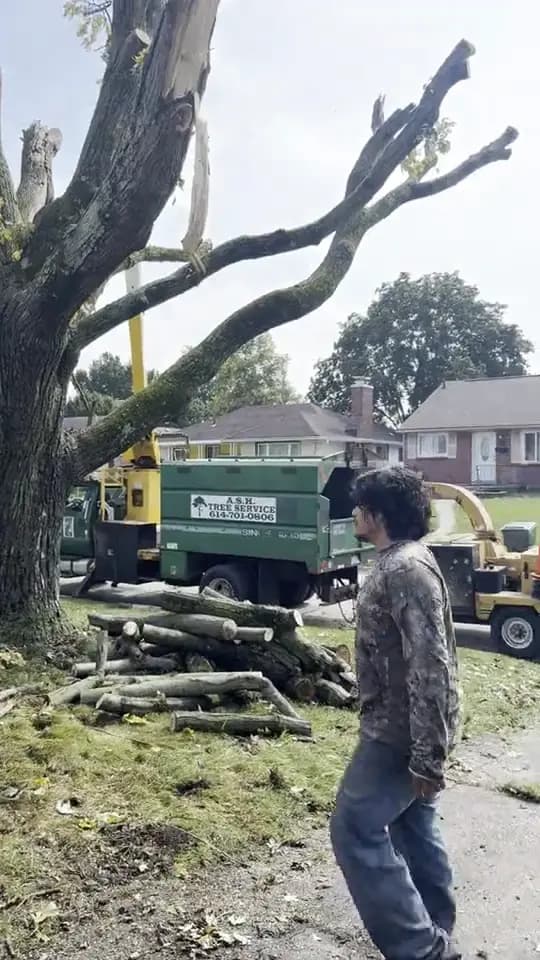 A crew member beside the cut tree, with the truck and chipper behind: tree removal by A.S.H. Tree Service, serving Pataskala, OH