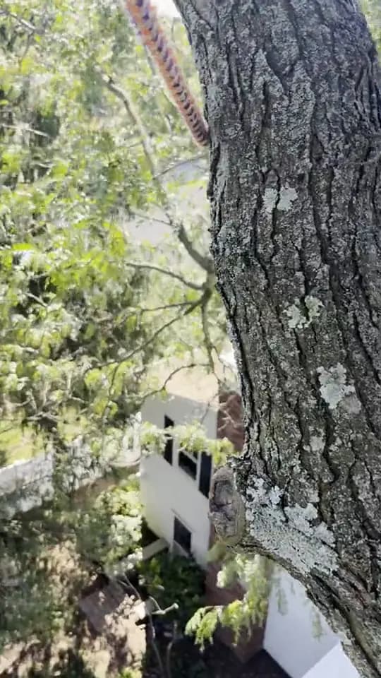 A rope rigged around the trunk to lower a cut section: tree removal by A.S.H. Tree Service, serving Whitehall, OH