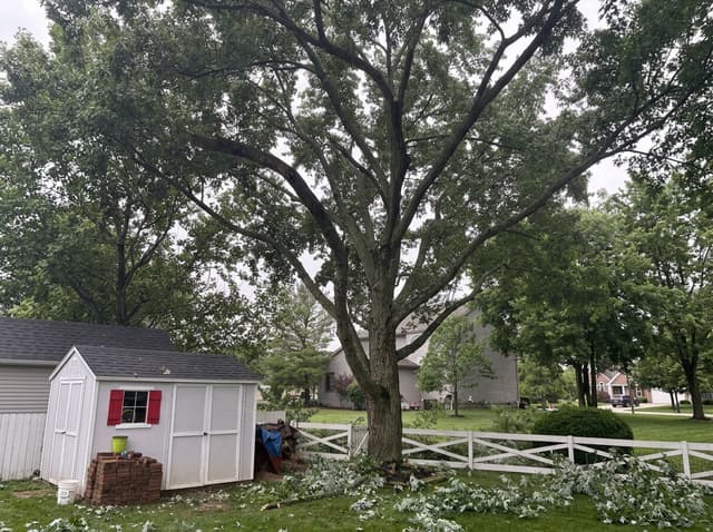 A backyard tree with its full canopy before the crown was reduced: tree service by A.S.H. Tree Service, serving Lancaster, OH