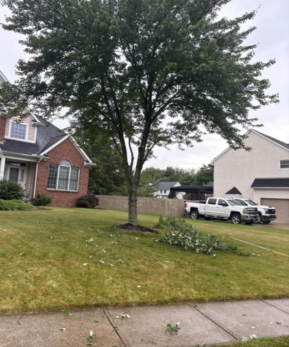 A front yard maple with the cuttings from a crown lift on the grass: tree service by A.S.H. Tree Service, serving Lancaster, OH
