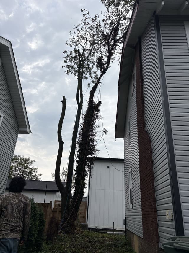 A crew member watching from the ground as the climber works the top of the tree: tree service by A.S.H. Tree Service, serving Lancaster, OH